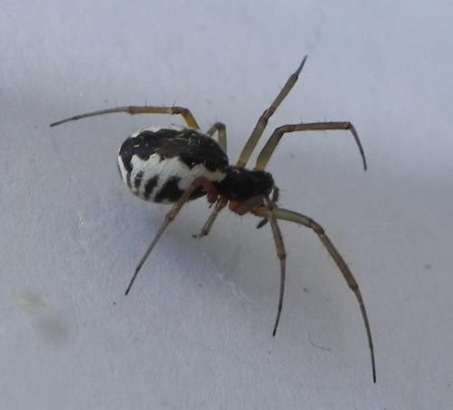 Réf. 165 182 : Frontinellina frutetorum
