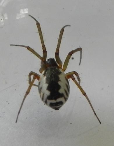 Réf. 165 183 : Frontinellina frutetorum