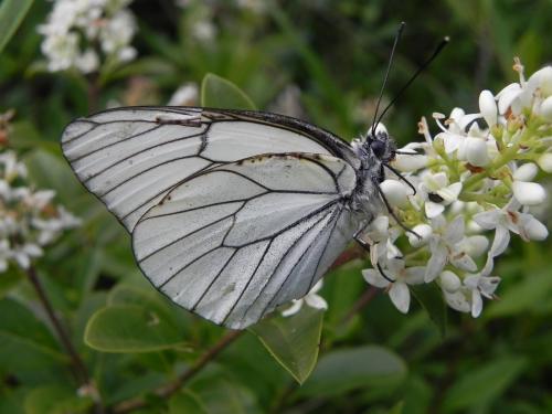 Aporia crataegi