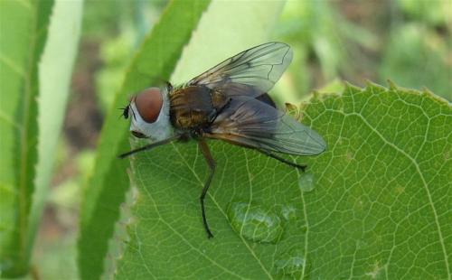 Réf. 165 464 : Ectophasia sp.