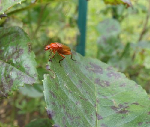 Réf. 165 445 : Rhagonycha fulva