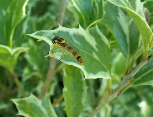 Sphaerophoria scripta