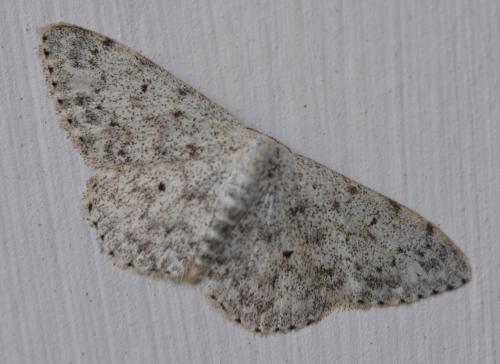 Réf. 165 370 : Scopula marginepunctata