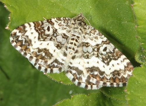 Réf. 165 369 : Epirrhoe tristata