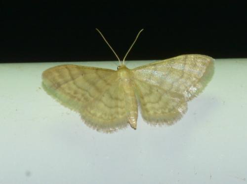 Idaea dilutaria