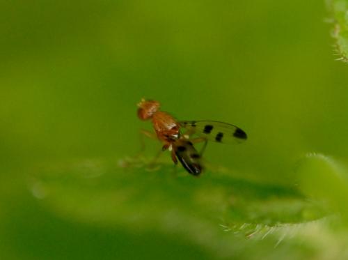 Réf. 165 933 : Geomyza tripunctata