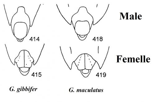 Réf. 165 807 : Gerris divers