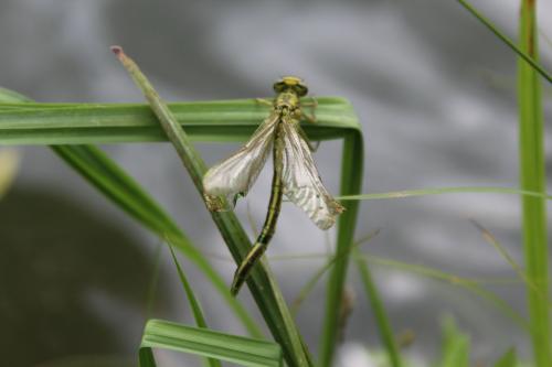 Gomphus pulchellus