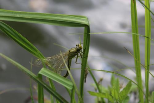 Gomphus pulchellus