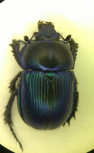 Phelotrupes auratus