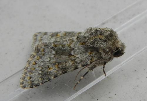 Réf. 165 870 : Hecatera dysodea