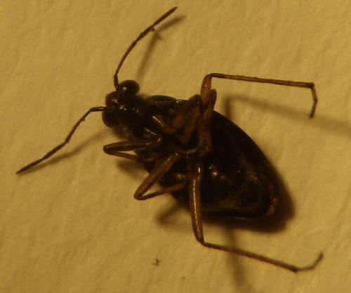 Salda sp.
