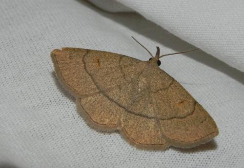 Réf. 165 592 : Paracolax tristalis