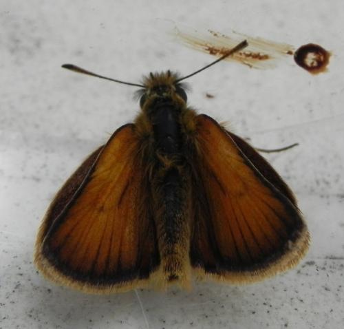 Réf. 165 751 : Thymelicus lineola