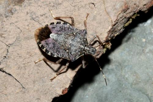 Halyomorpha halys