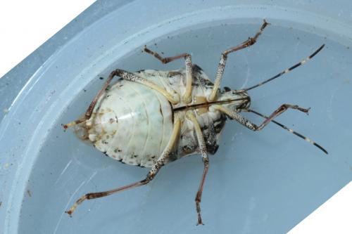 Halyomorpha halys