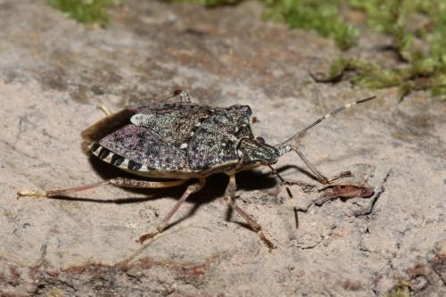 Réf. 165 578 : Halyomorpha halys