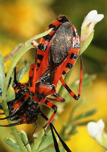Réf. 165 083 : Rhynocoris sp.