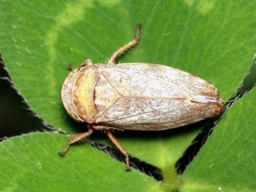 Selenocephalus obsoletus