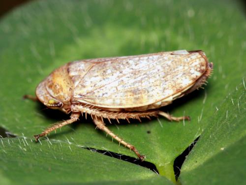 Selenocephalus obsoletus