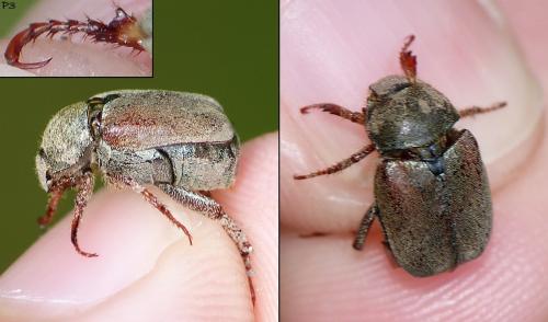 Hoplia philanthus