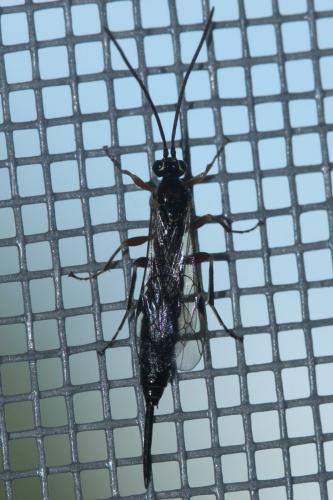 Tromatobia sp.