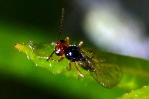 Alloxysta sp.