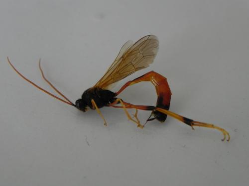 Therion circumflexum