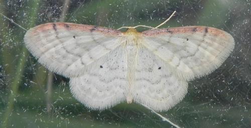 Idaea humiliata