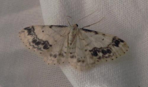 Idaea trigeminata