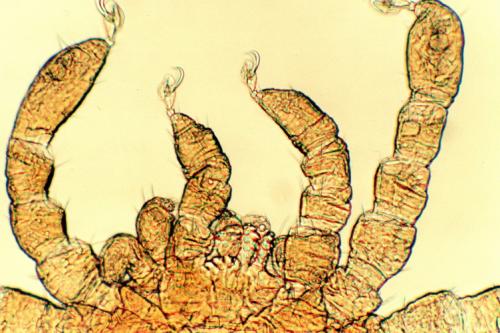Réf. 165 038 : Pholeoixodes hexagonus