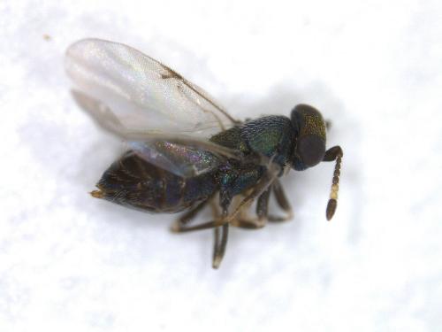 Blastothrix longipennis