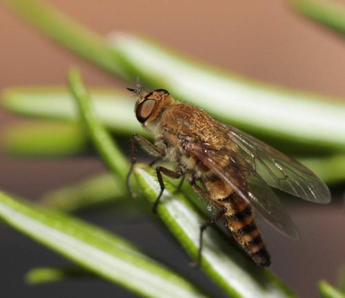 Thereva nobilitata