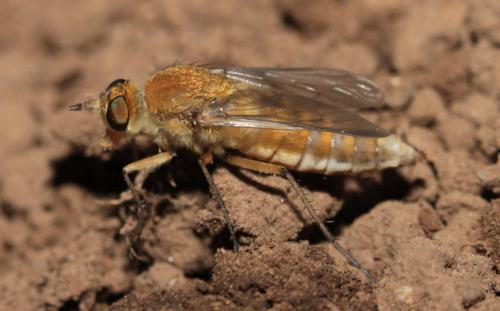 Réf. 165 563 : Thereva nobilitata