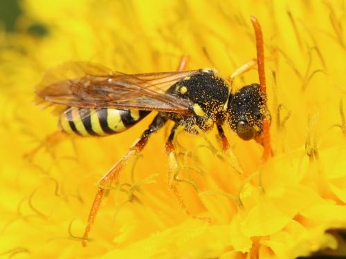 Réf. 165 408 : Nomada sp.