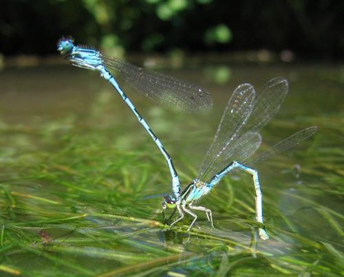 Réf. 165 589 : Coenagrion mercuriale