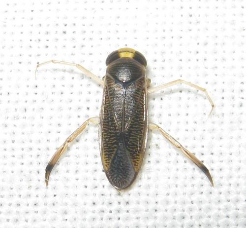 Callicorixa praeusta