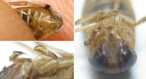 Callicorixa praeusta