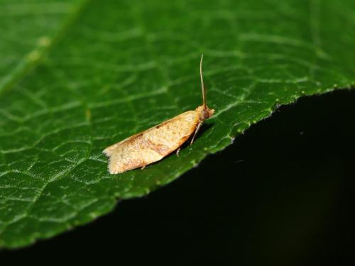 Clepsis consimilana
