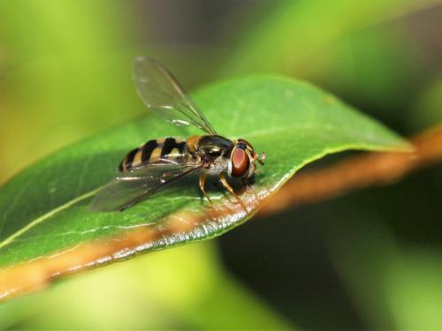 Meliscaeva auricollis