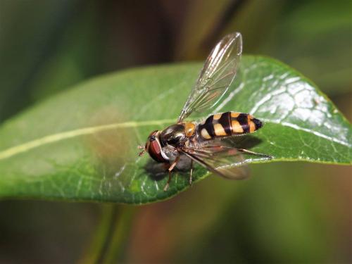 Réf. 165 059 : Meliscaeva auricollis