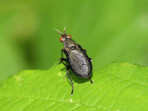Réf. 165 151 : Coremacera marginata