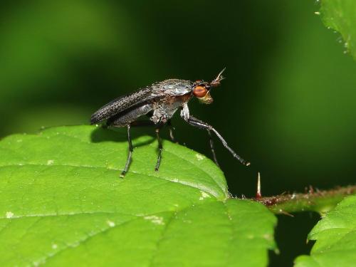 Réf. 165 150 : Coremacera marginata