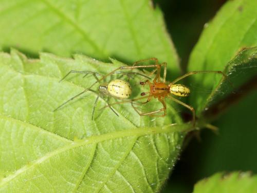 Réf. 165 391 : Enoplognatha sp.