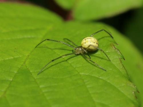 Réf. 165 392 : Enoplognatha sp.