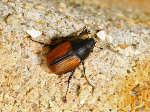 Réf. 165 490 : Omaloplia ruricola