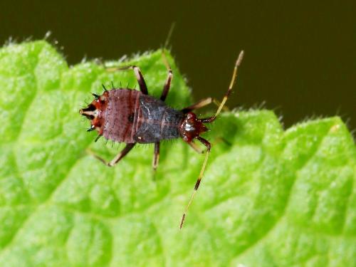 Deraeocoris ruber