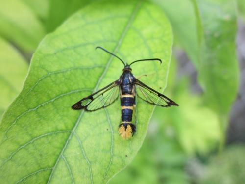 Synanthedon sp.