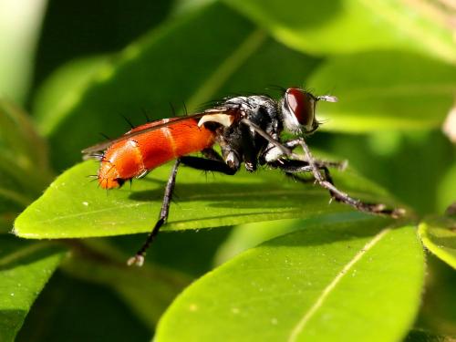 Réf. 165 735 : Cylindromyia bicolor