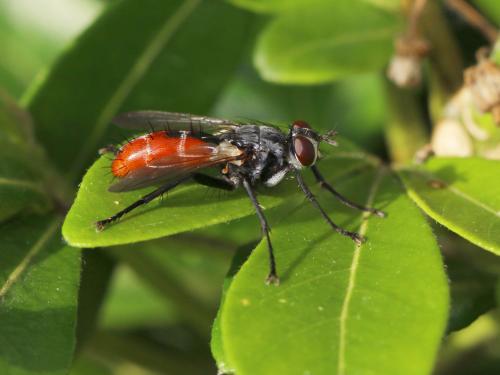 Réf. 165 712 : Cylindromyia bicolor